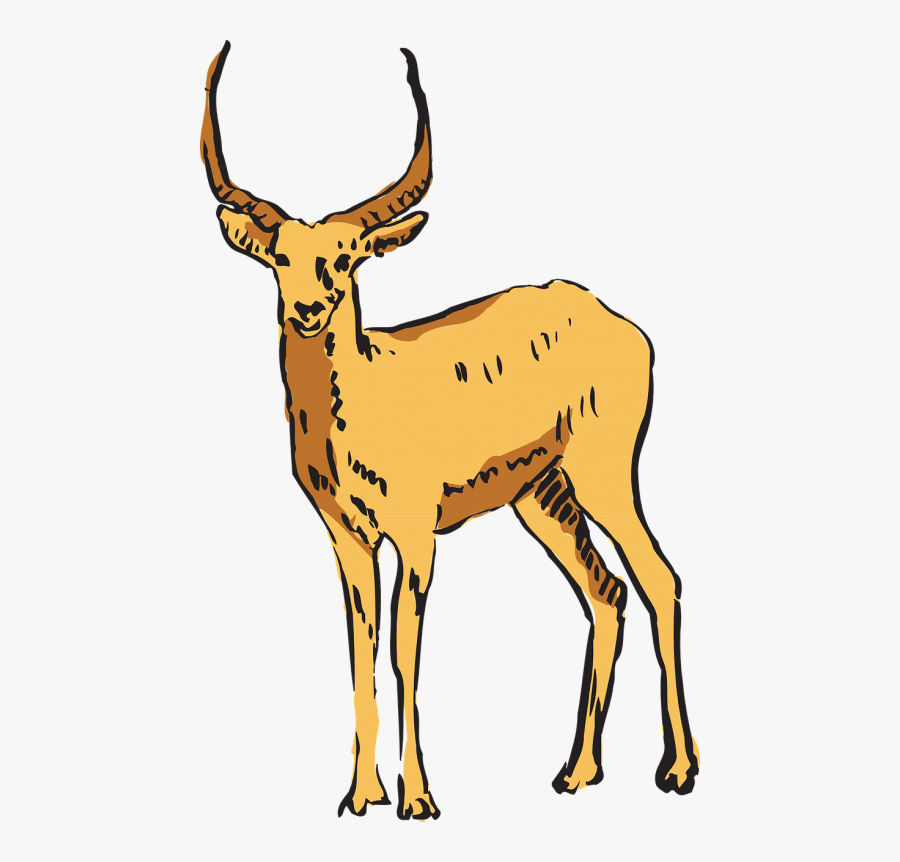 Antelope Forest Standing - Antelope, Transparent Clipart