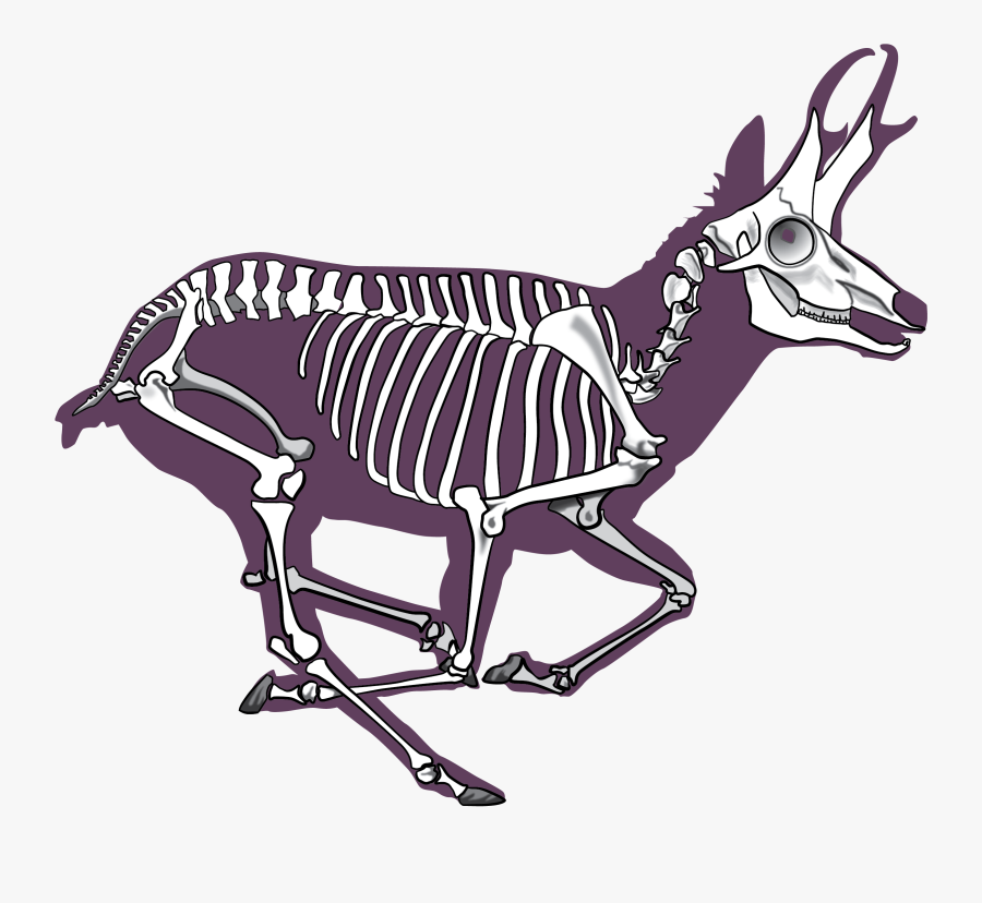 Pronghorn Antelope Skeleton, Transparent Clipart