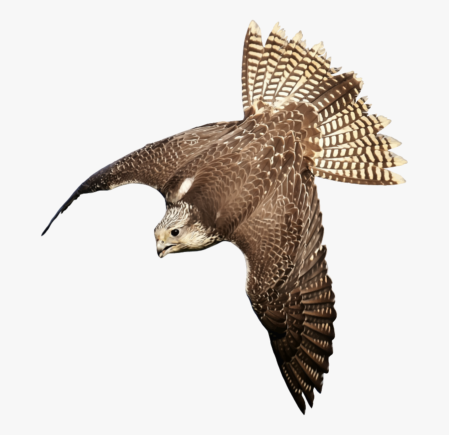 Falcon - Bird Of Prey Transparent, Transparent Clipart