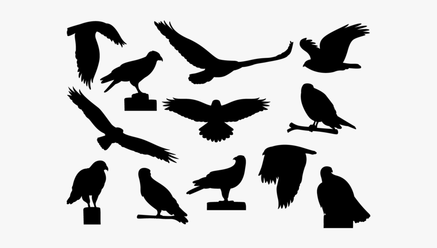 Silueta Buitre Volando, Transparent Clipart