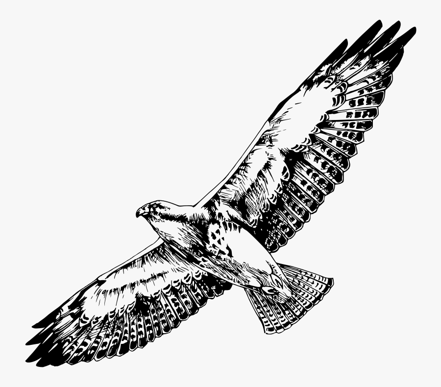 Swainson"s Hawk - Hawk Clipart Black And White, Transparent Clipart