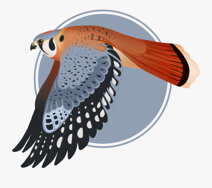 Raptor // American Kestrel - Illustration, Transparent Clipart