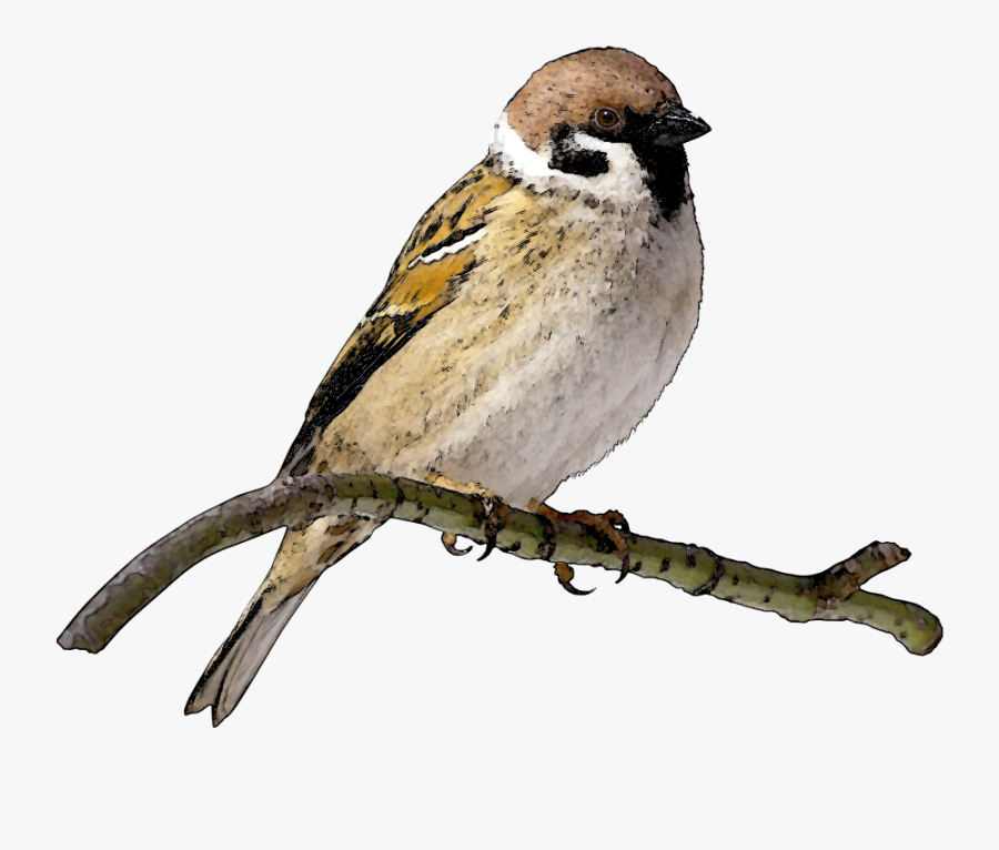 Sparrows Png, Transparent Clipart