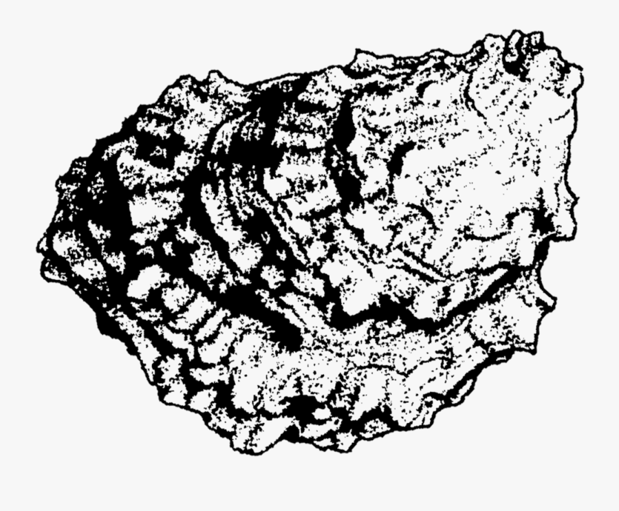 Oyster For Kr - Illustration, Transparent Clipart