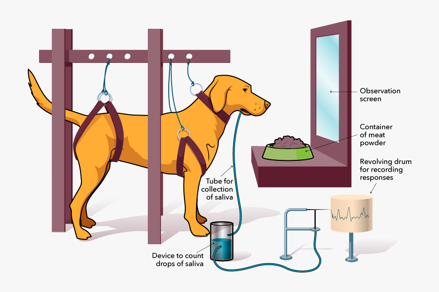 Hunting Dog, Transparent Clipart