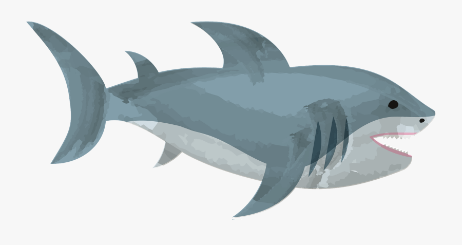Killer Whale, Transparent Clipart