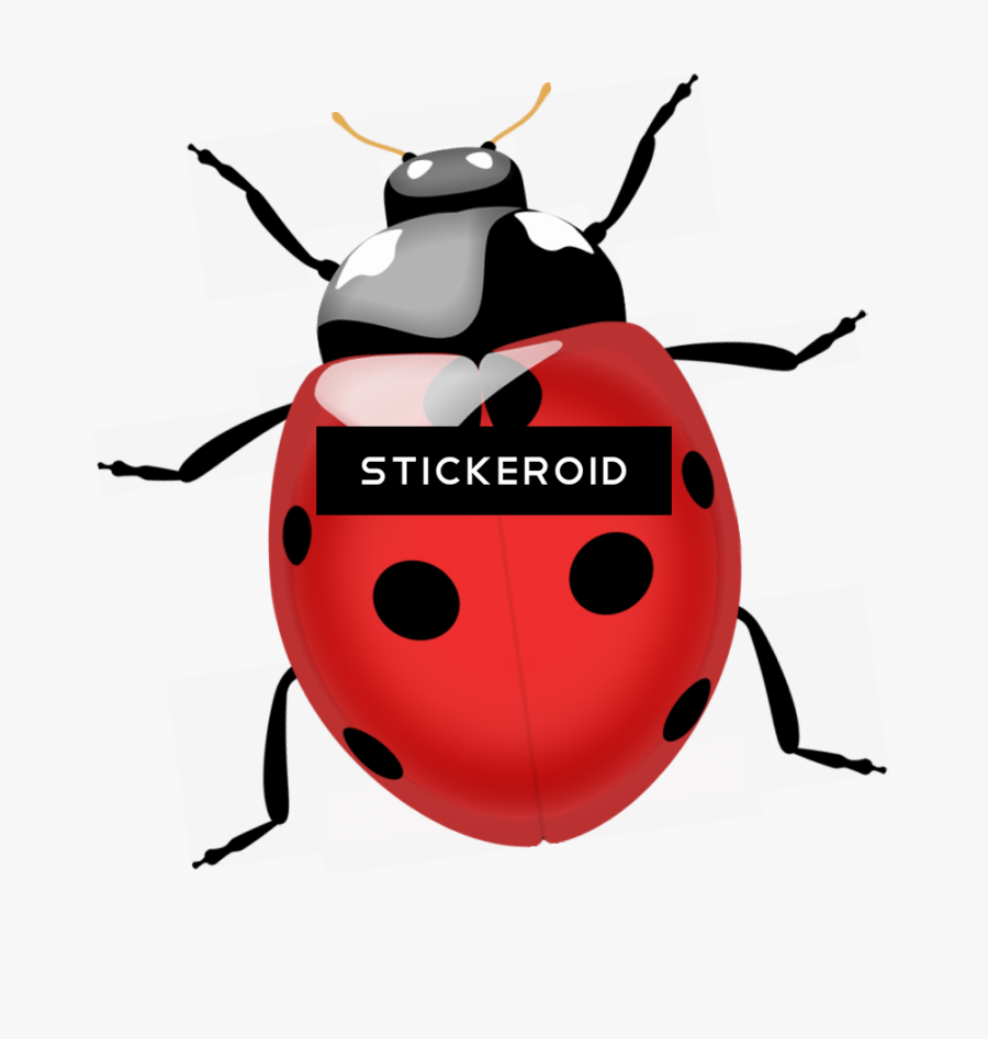 Termite Bugs Insects - Coccinella Septempunctata Png, Transparent Clipart