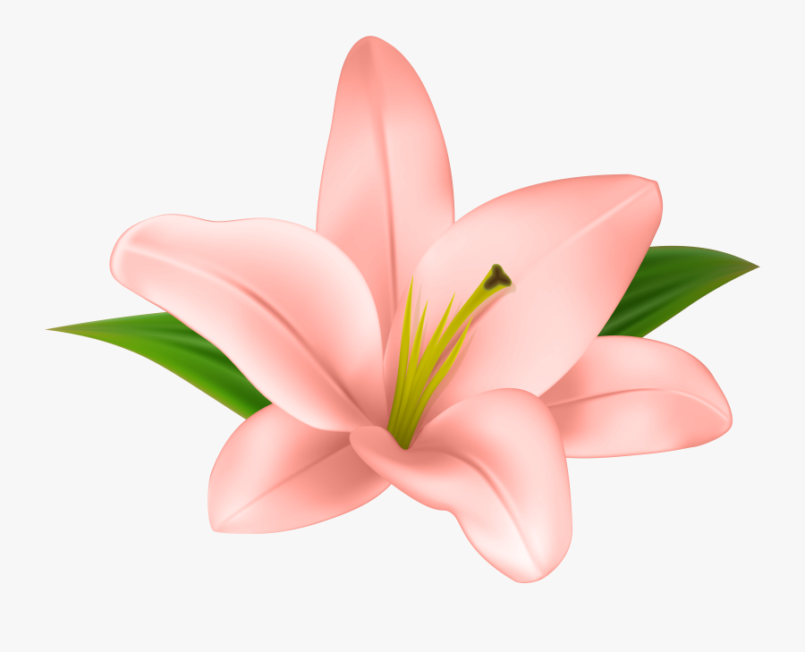 Cliparts Stargazer Lilly - Transparent Clip Art Flower, Transparent Clipart