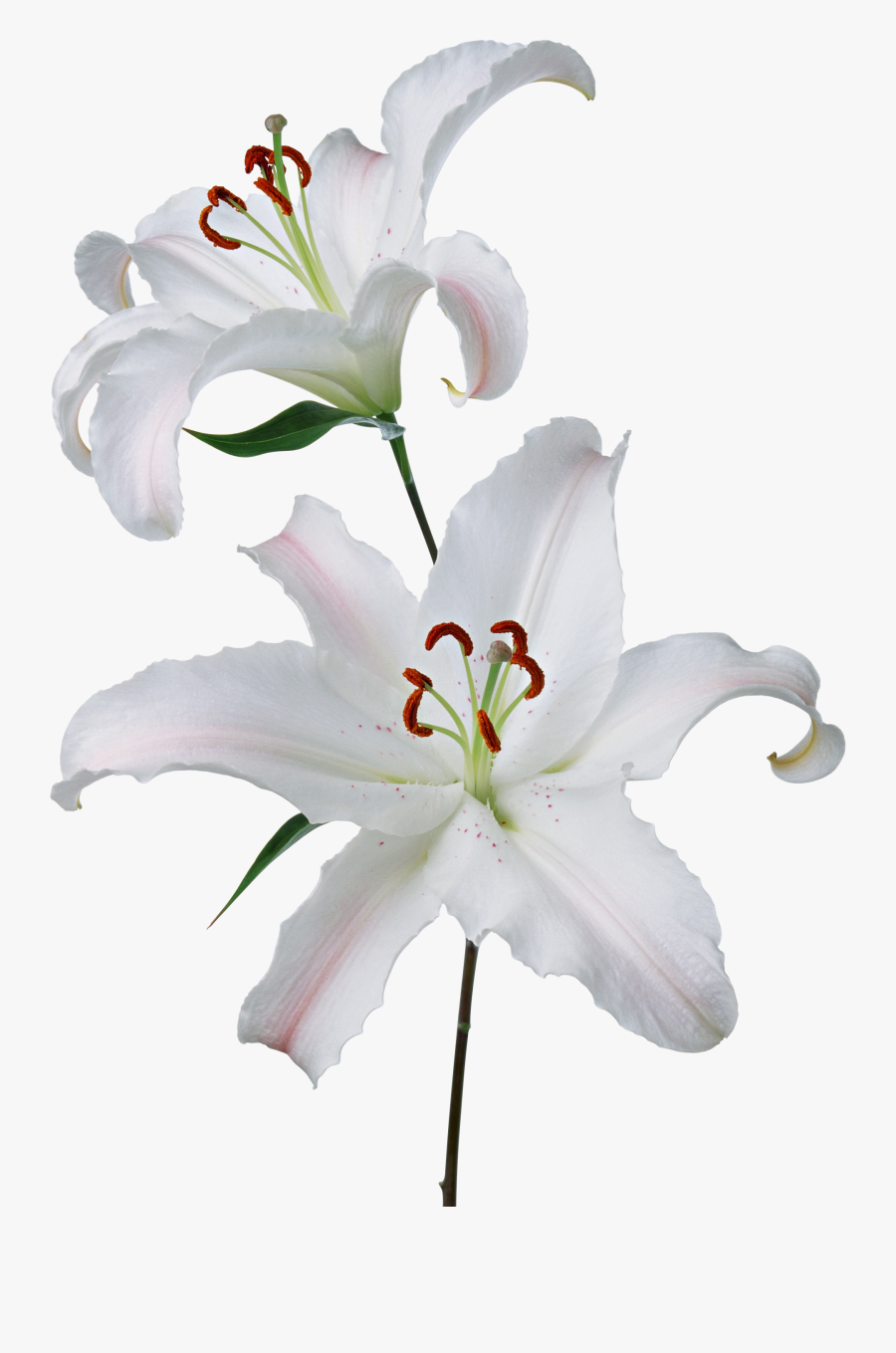 Lilium Png - Flores Transparentes Hd, Transparent Clipart