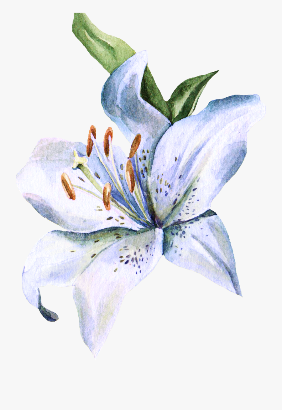 Transparent Stargazer Lily Clipart - Lilium Watercolor, Transparent Clipart