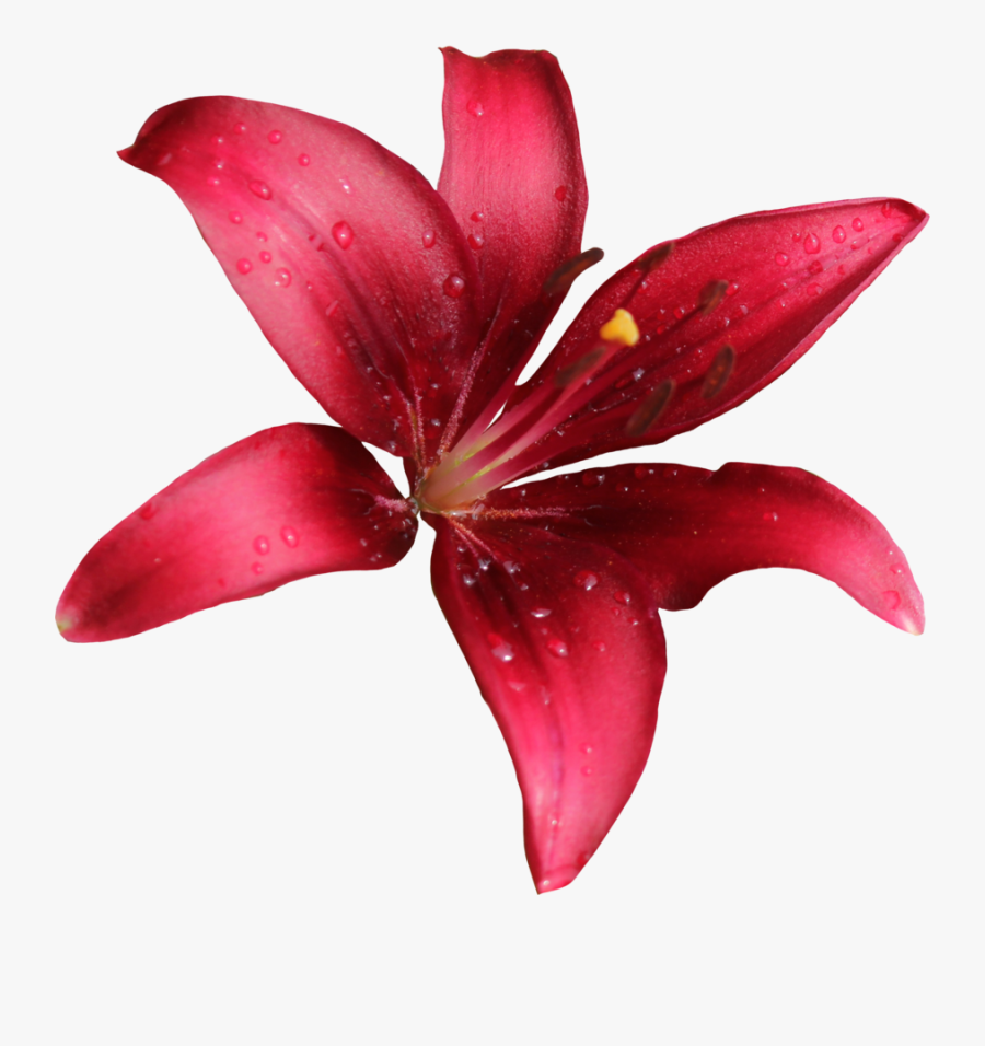 Lilium Png - Transparent Lily Flowers Png, Transparent Clipart