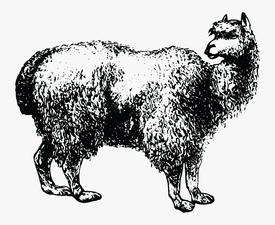 Llama Clip Art Portable Network Graphics Alpaca Image - Alpaca, Transparent Clipart