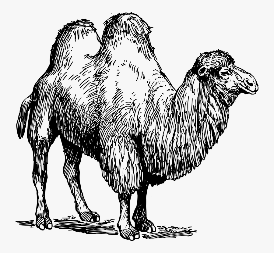 Wildlife,livestock,camel - Types Of Animal Fibres, Transparent Clipart