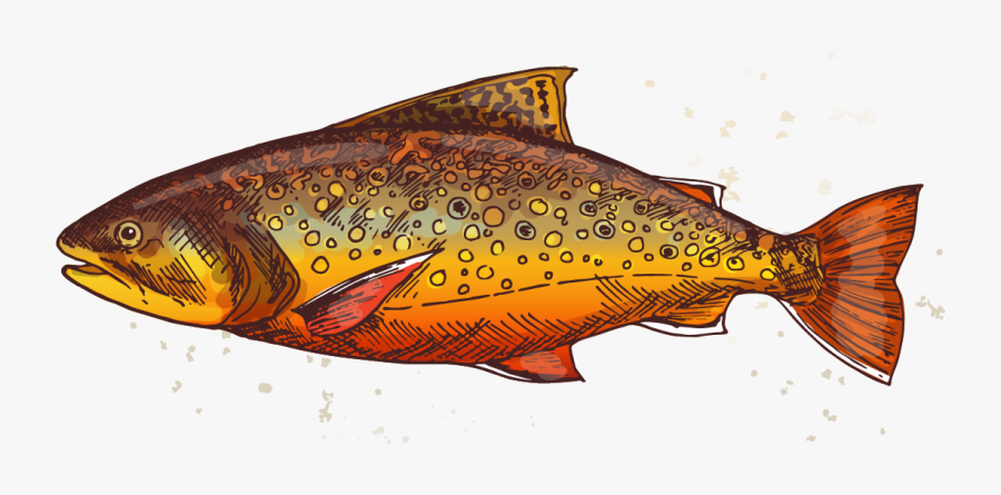 Com/wp Trout 2 - Brown Trout, Transparent Clipart