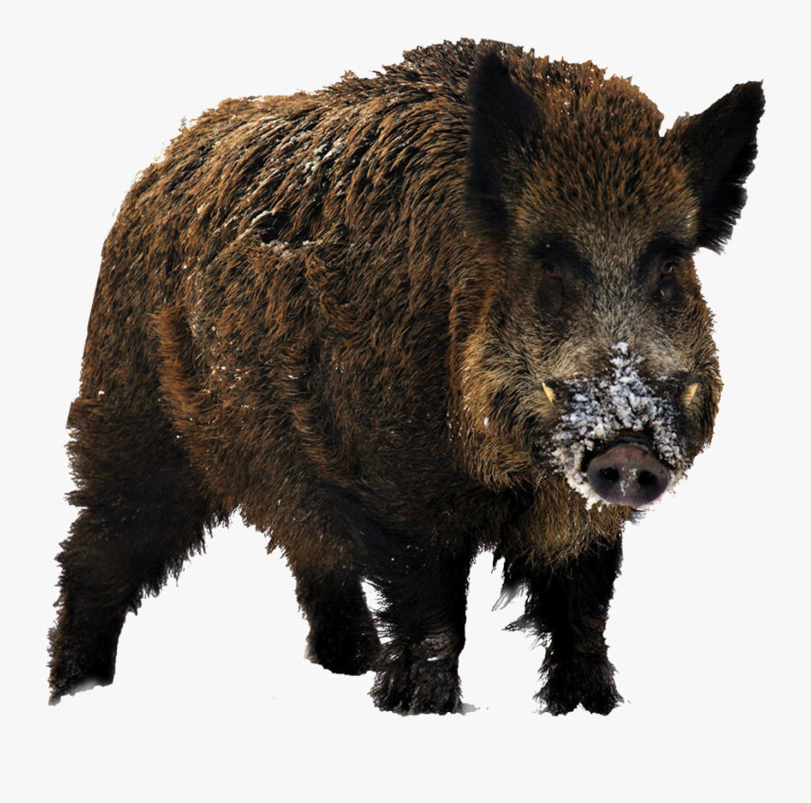 Transparent Wild Boar Clipart - Wild Boar In Snow, Transparent Clipart