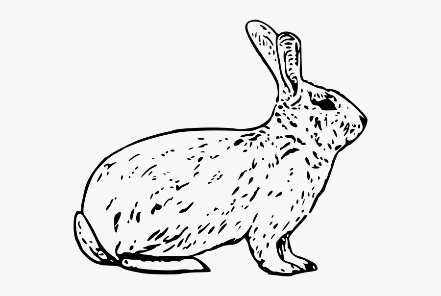 French-rabbit - Cortes De Carne De Conejo, Transparent Clipart