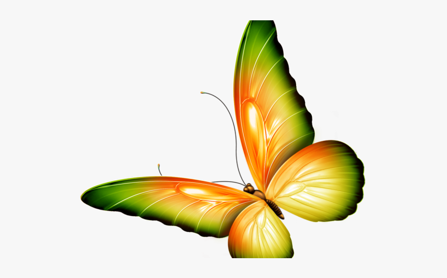 Butterfly Clipart Transparent Background, Transparent Clipart