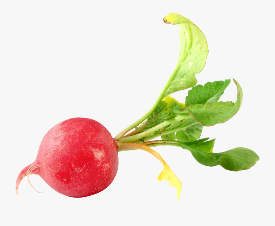 Transparent Radish Clipart - Transparent Radish Png, Transparent Clipart