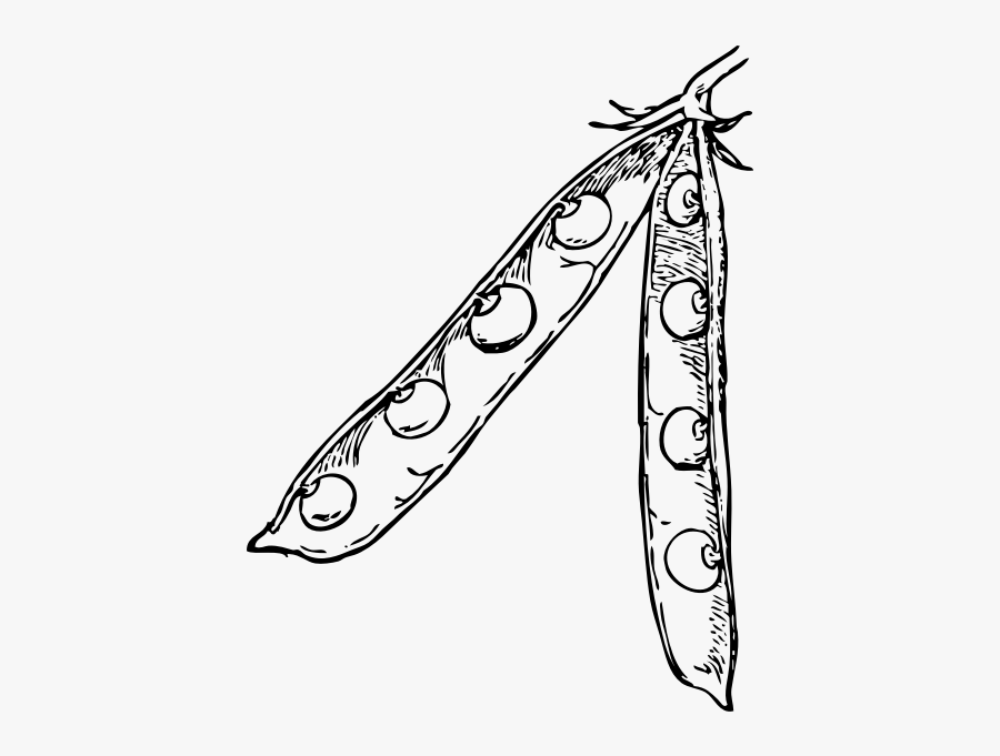 Pea Pod Sketch - Soybeans Black And White, Transparent Clipart