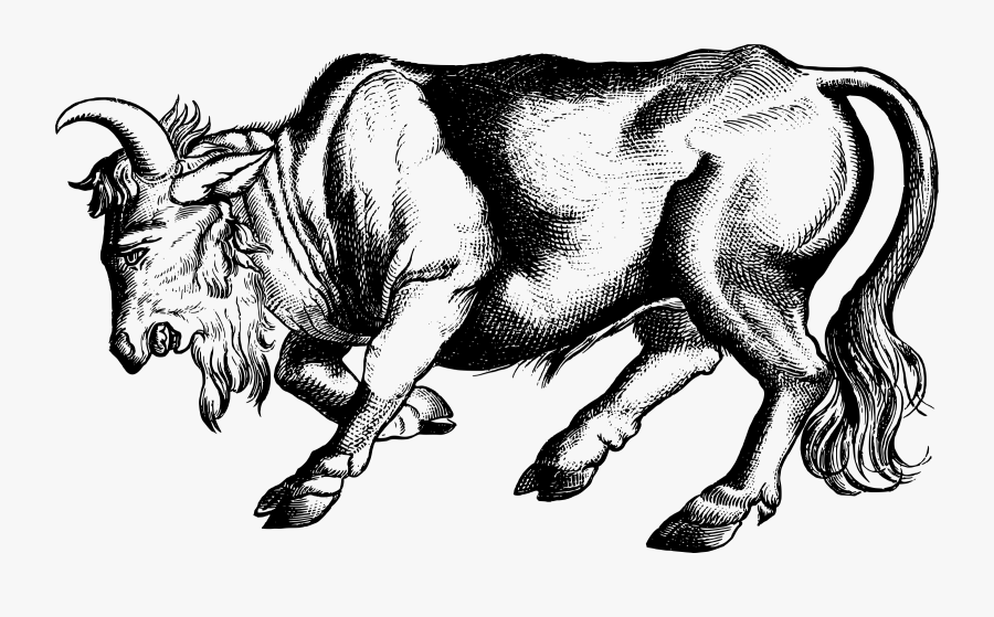 Hereford Cattle Ox Drawing Bull - Sketsa Banteng, Transparent Clipart