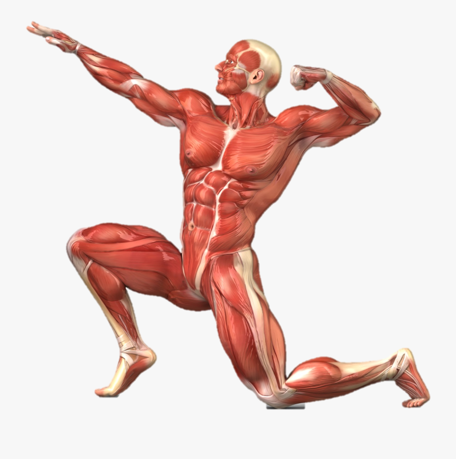 Muscle Clipart Muscular System - Muscular System No Labels, Transparent Clipart