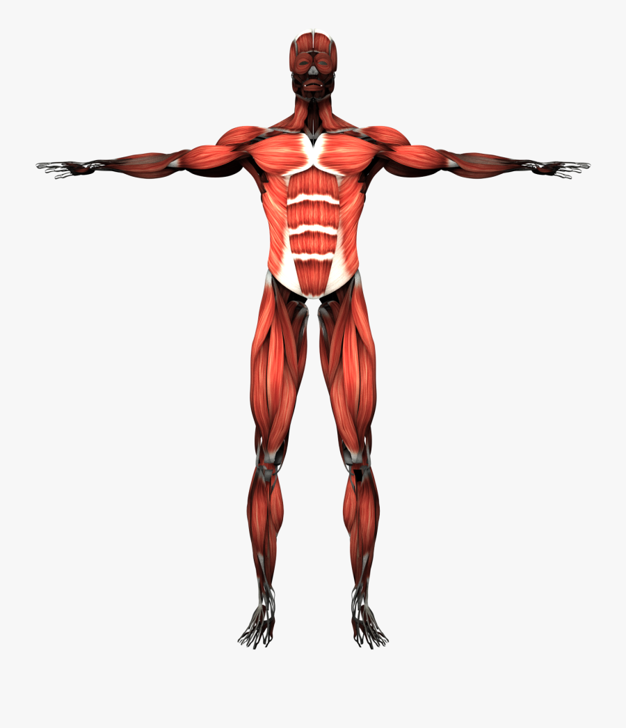 Muscles Clipart Skeletal Muscle - Muscular System Transparent Background, Transparent Clipart