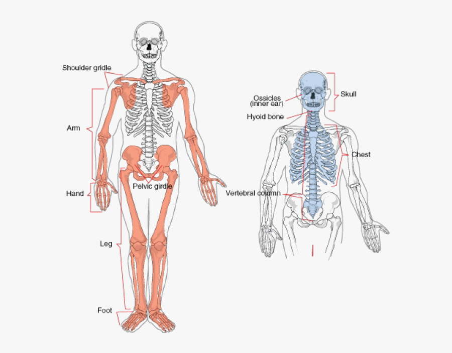 Transparent Muscular System Clipart - Axial And Appendicular Skeleton, Transparent Clipart