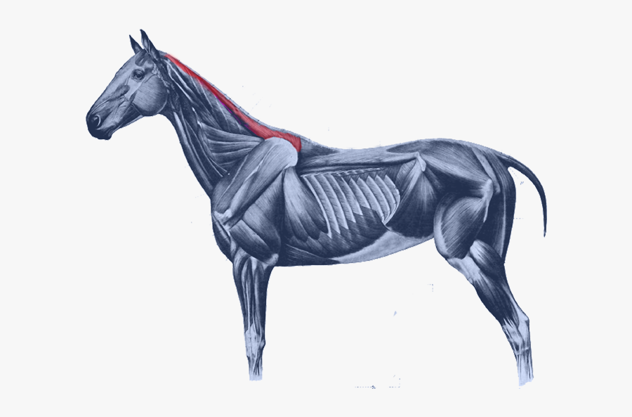 Equine Anatomy Horses Muscular System Of The Horse - Rectus Capitis Lateralis Horse, Transparent Clipart