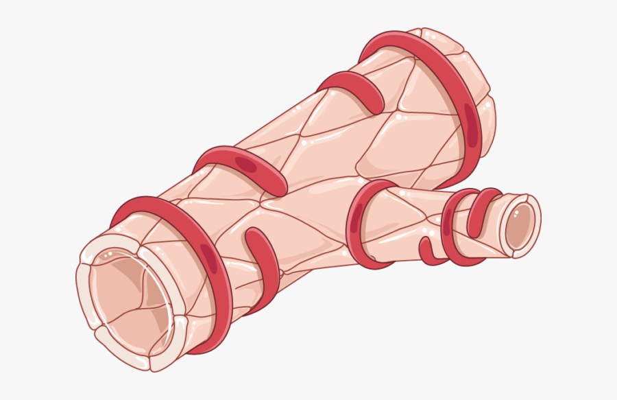Smooth Muscle Cell In Arteriole, Transparent Clipart