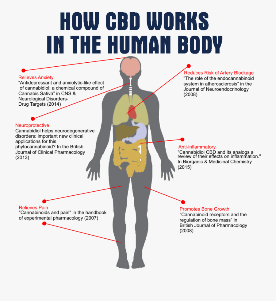 Com-id Tphou - Cbd Works In The Human Body, Transparent Clipart