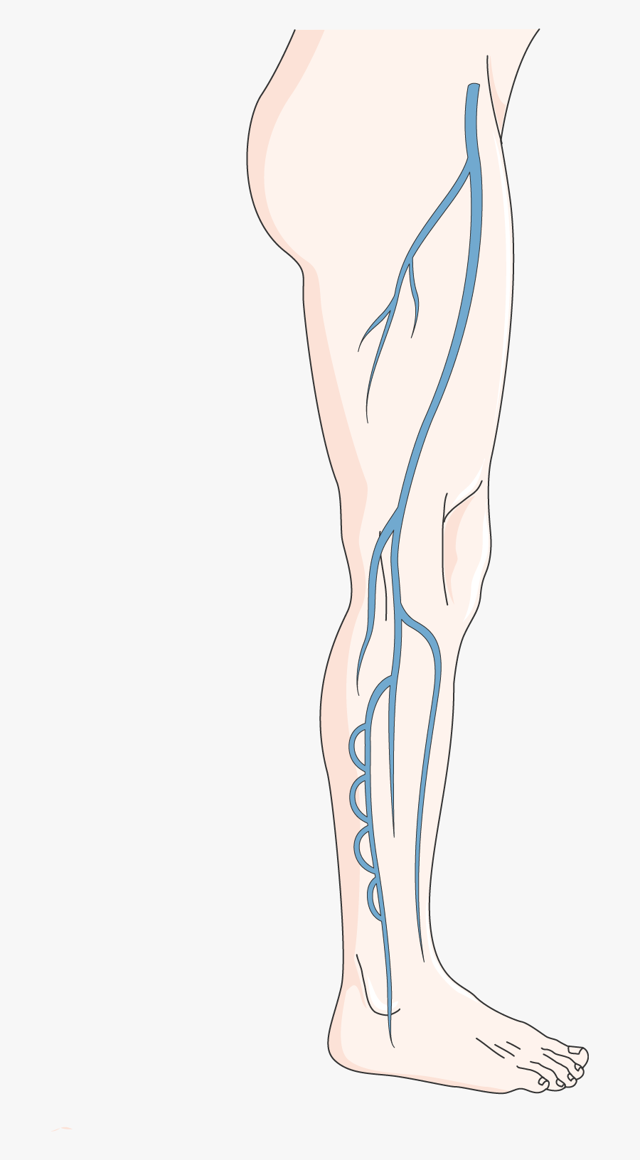 Circulation Veineuse - Illustration, Transparent Clipart