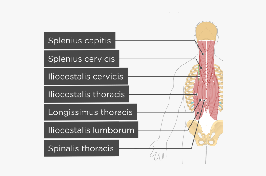Multifidus Muscle, Transparent Clipart