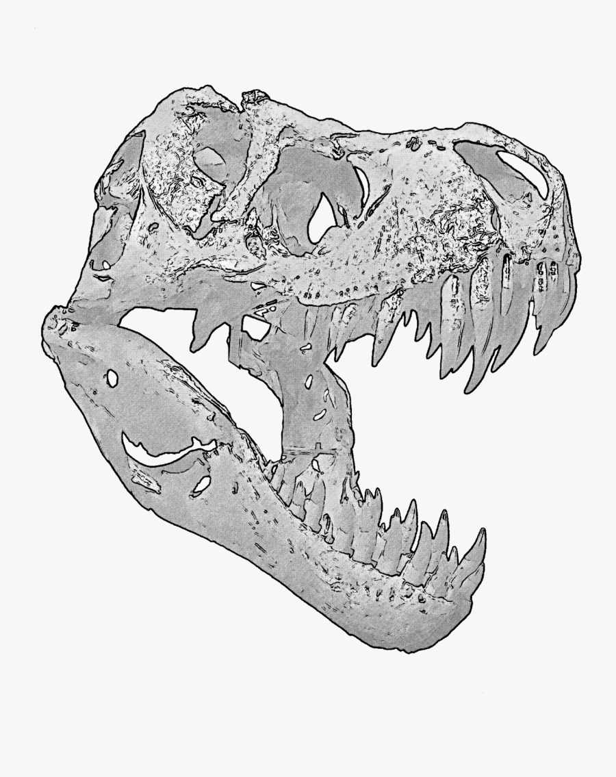 T Rex Skull - Dinosaur Skull Transparent Background, Transparent Clipart