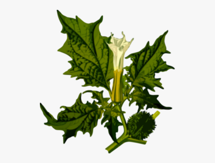 Green Devil"s Snare - Datura Stramonium Clipart, Transparent Clipart