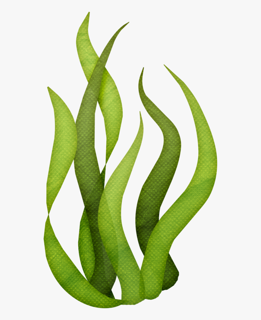 Kelp Drawing Algae - Algae Transparent, Transparent Clipart