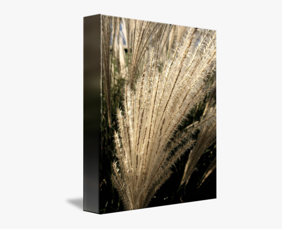 Sea Grass Png Black And White - Floral Design, Transparent Clipart