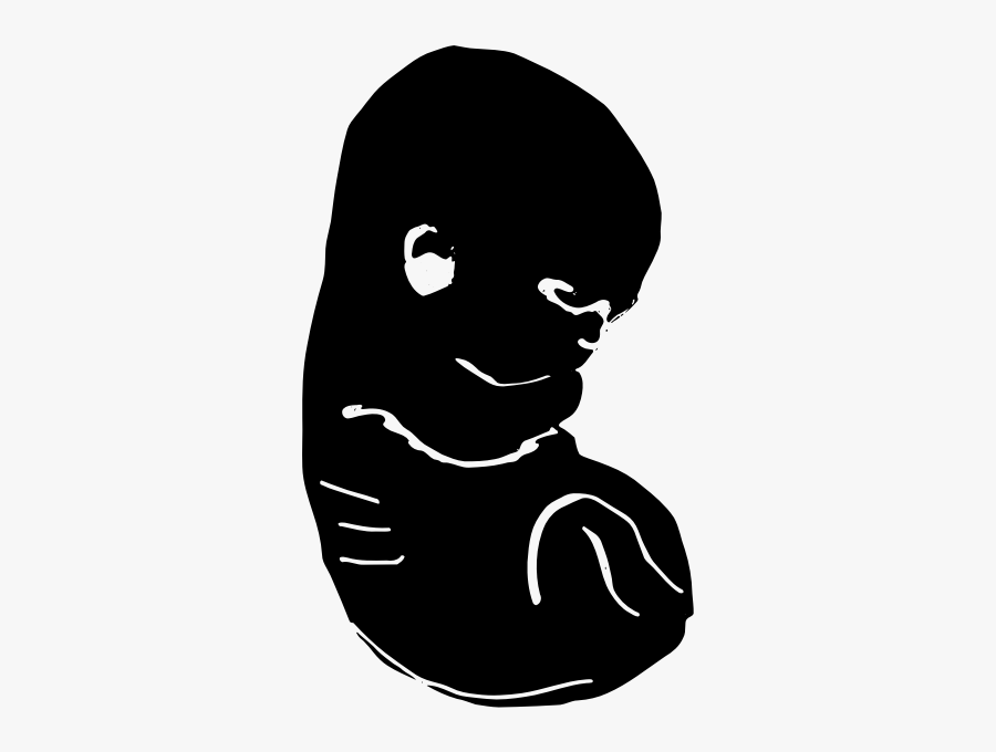 Embryo-1574099784 - Illustration, Transparent Clipart