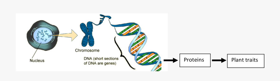 Dna Clipart Genetic Trait - Nucleus Chromosomes And Genes, Transparent Clipart