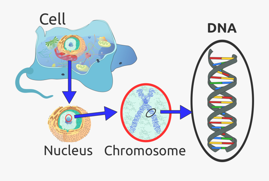 Dna Clipart Wikipedia - Dna Important To A Cell, Transparent Clipart