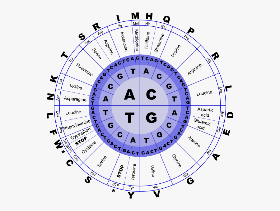 Genetic Code Clip Art - Rna Genetic Code, Transparent Clipart