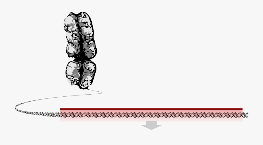 Dna Clipart Genotype - Gene Wikipedia, Transparent Clipart