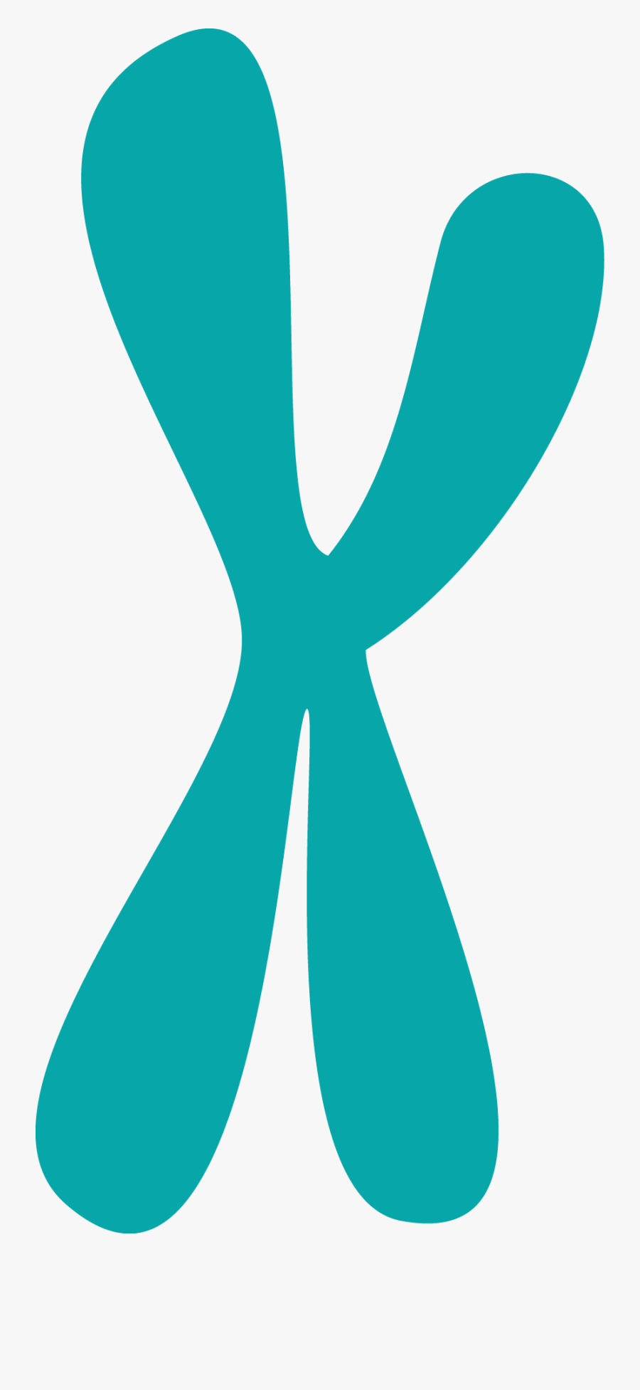 Chromosom Png Clipart , Png Download - Chromosom Png, Transparent Clipart