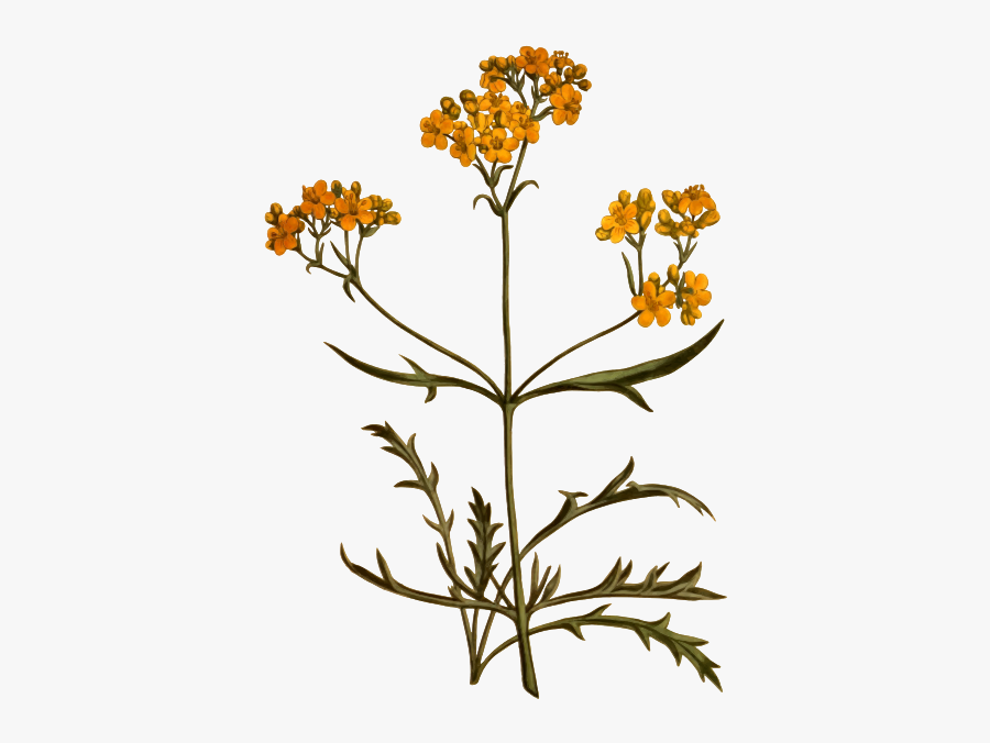 Siberian Valerian - Illustration, Transparent Clipart
