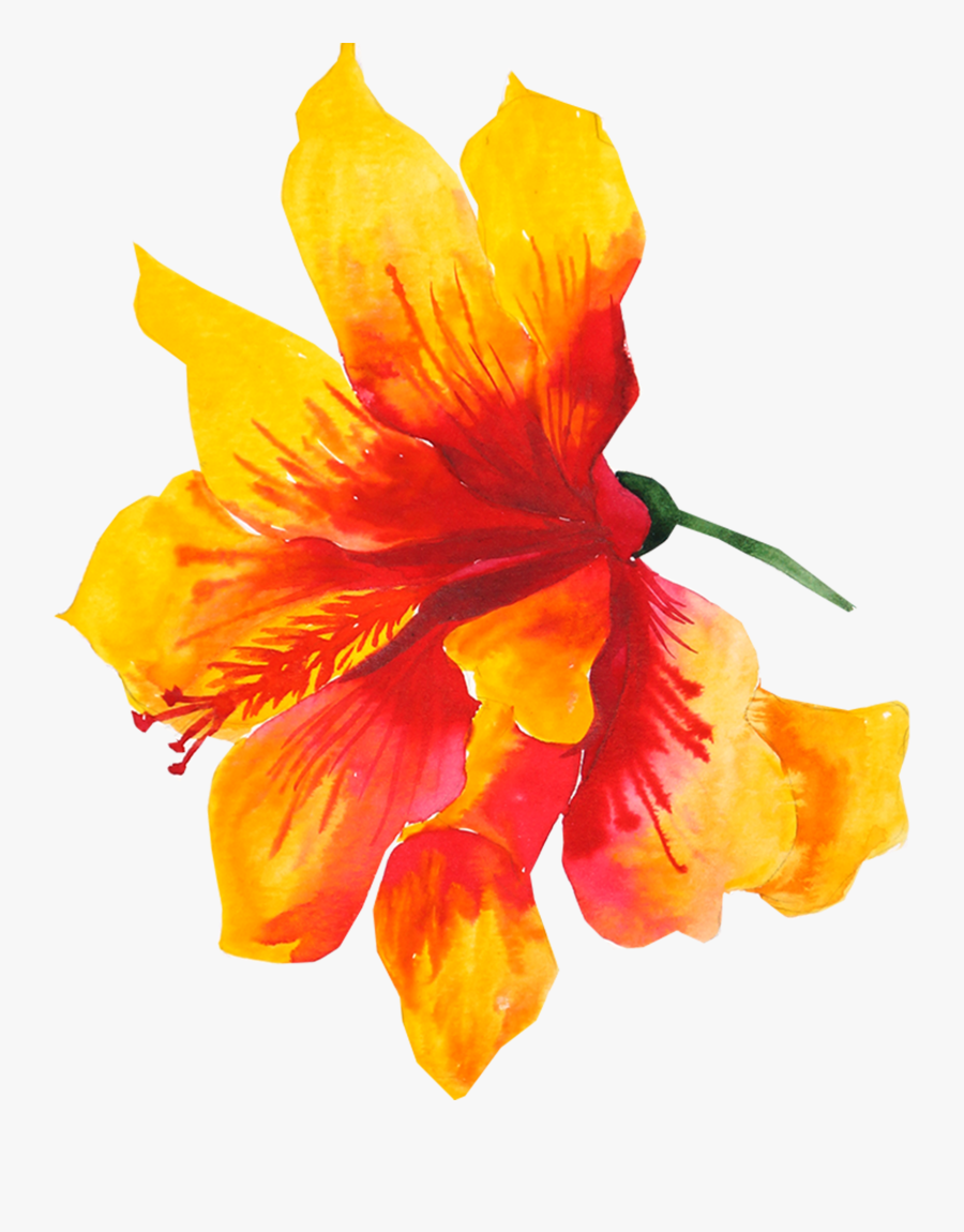 Yellow Flower Watercolor Png, Transparent Clipart
