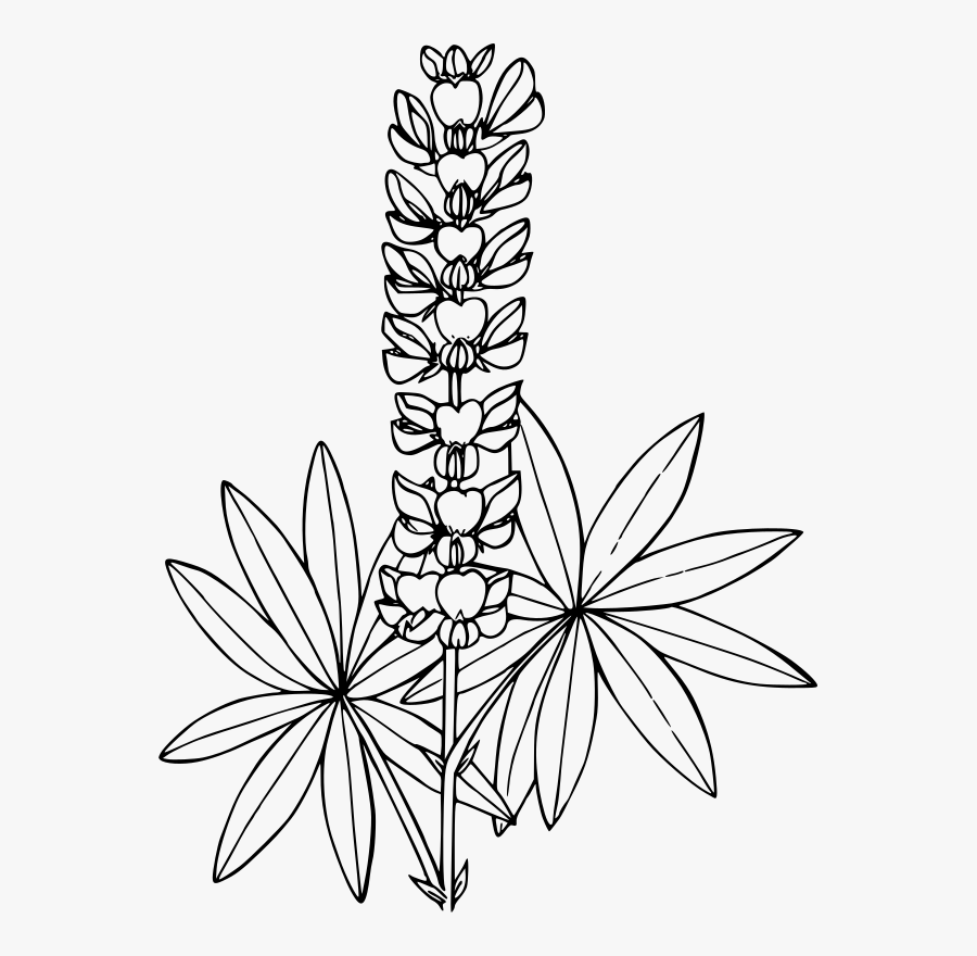 Art,symmetry,monochrome Photography - Lupine Clipart, Transparent Clipart