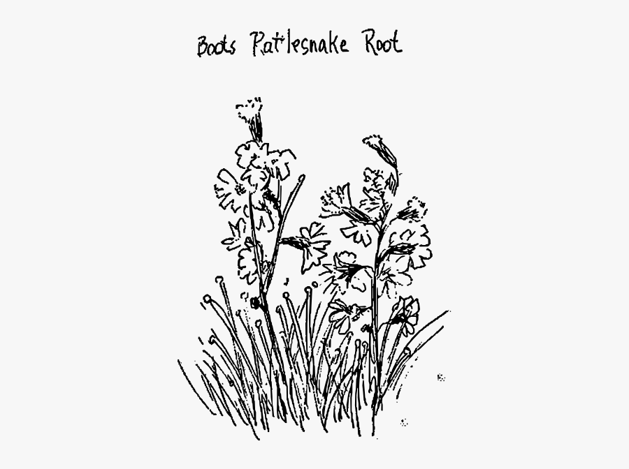 Boots Rattlesnake Root Portable Network Graphics , Free Transparent