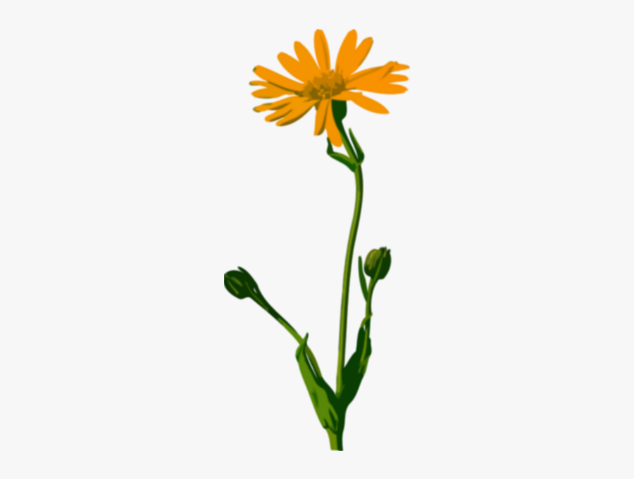 Arnicalores - Arnica Montana, Transparent Clipart