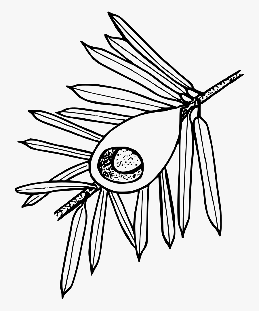 Pacific Yew - Pacific Yew Drawing, Transparent Clipart