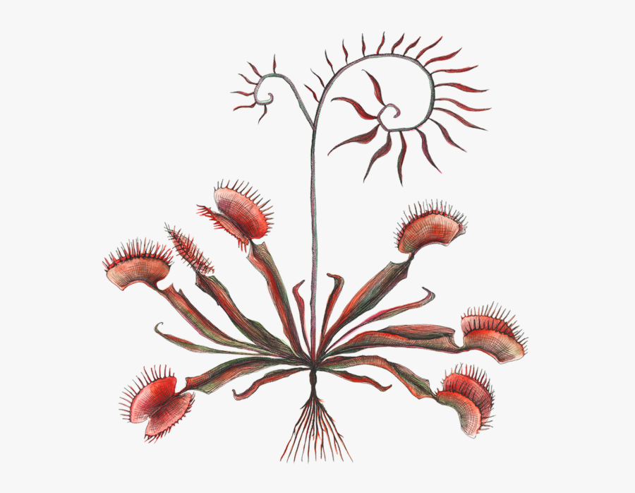 750w - Touch-me-not, Transparent Clipart