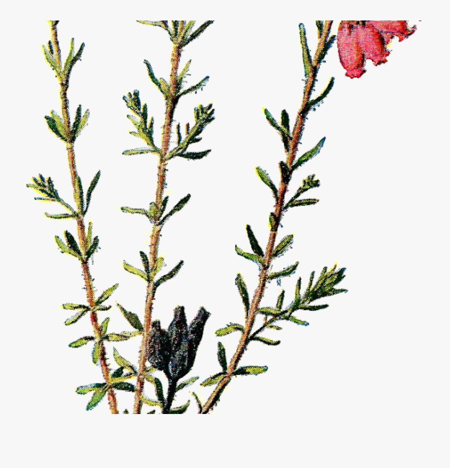 Vintage Scrapbooking Wildflower Clip Art - Wild Flowers No Background, Transparent Clipart